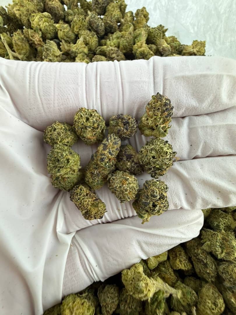 WhatsApp Image 2025-08-25 at 07.36.47 Rainbow Chews Marijuana Strain